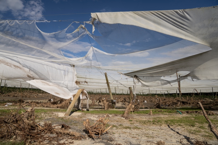 Orchard damage following Cyclone Gabrielle