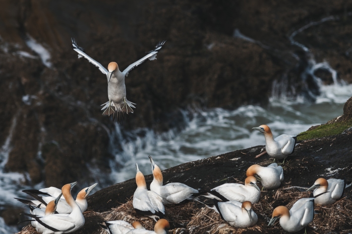 Gannet colony