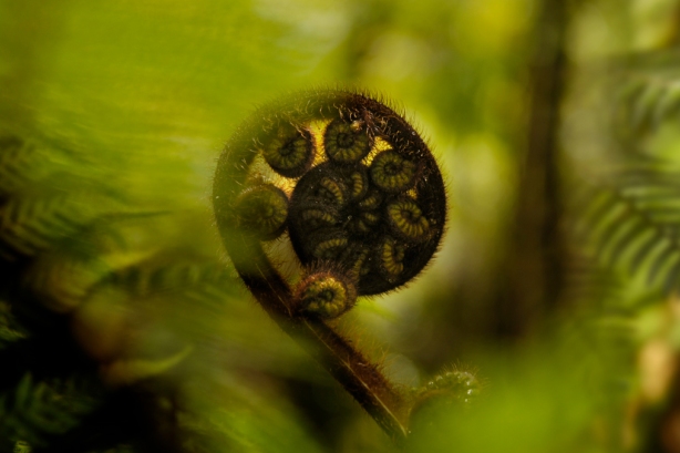 Koru