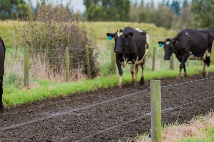 Rangiora cattle