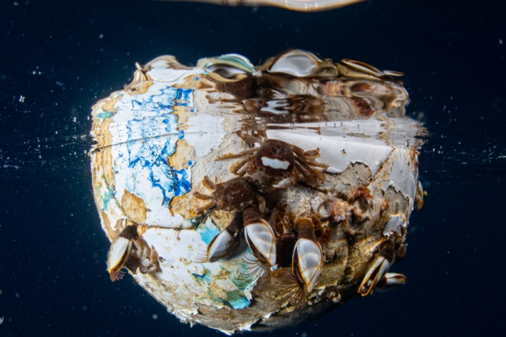 Another world.. A football floated past a team of divers. Upon closer inspection, it was like a min world with pelagic crabs and barnacles making the adidas football their 'mini world. Northland.